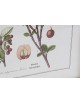 CUADRO FRUTAL 55X70