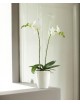 ORCHIDECO ELEGANCE 