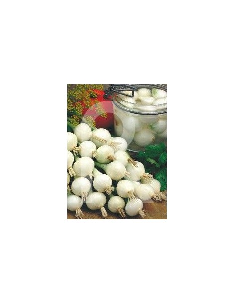 cebollitas para encurtido o cebollino Cebolla Blanca de Barletta 200 semillas 