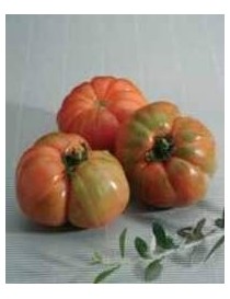 TOMATE RAF 