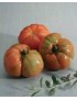 TOMATE RAF 