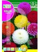 DALIA POMPON DOBLE VARIADA