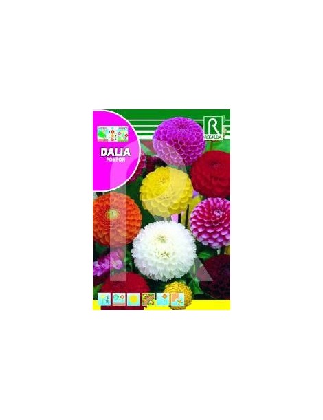 DALIA POMPON DOBLE VARIADA