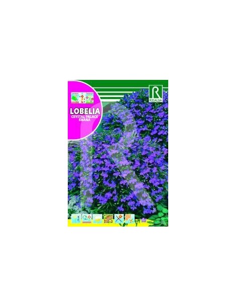 LOBELIA CRISTAL PALACE