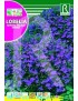 LOBELIA CRISTAL PALACE