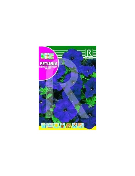 petunia, petunia hibrida, petunia enana, petunia azul, flores jardin, plantar flores, plantar petunias, petunia, petunia hibrida, petunia enana, petunia azul, flores jardin, plantar flores, plantar petunias,