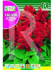 SALVIA SPLENDES FEU MAGIQ