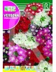 VERBENA SPARKLE VARIADA