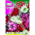 VERBENA SPARKLE VARIADA