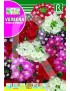 VERBENA SPARKLE VARIADA