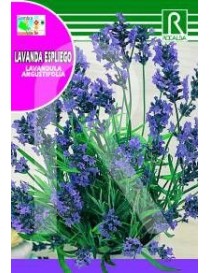 LAVANDA ESPLIEGO