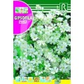 GIPSOFILA GIGANTE ELEGANT BLANCA