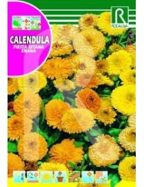 CALENDULA FIESTA GITANA