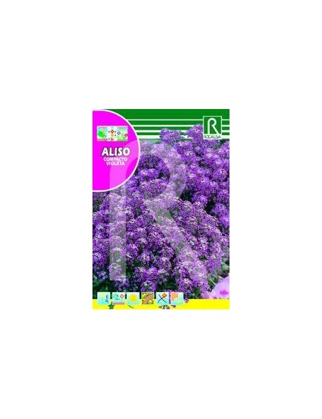 ALISO COMPACTO VIOLETA