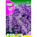 ALISO COMPACTO VIOLETA