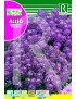 ALISO COMPACTO VIOLETA