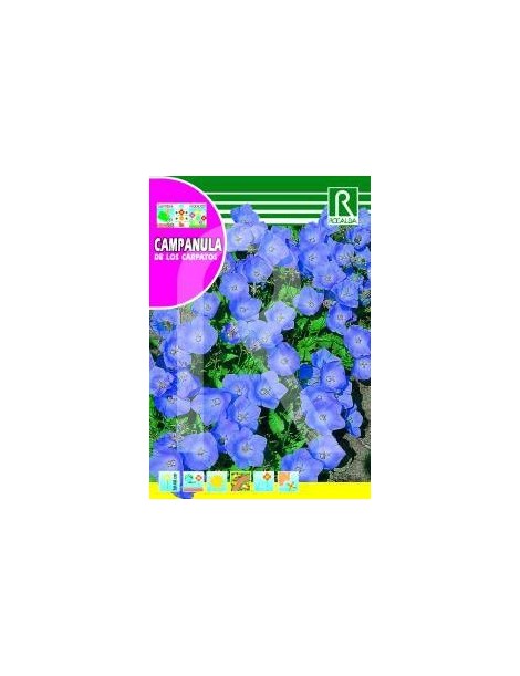 CAMPANULA DE LOS CARPATOS AZUL