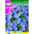 CAMPANULA DE LOS CARPATOS AZUL