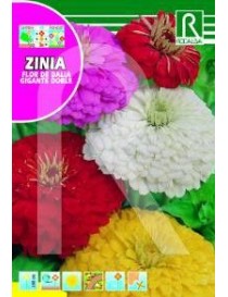 ZINIA FLOR DE DALIA GIGANTE DOBLE,VARIADA