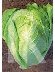 LECHUGA MARAVILLA DE VERANO