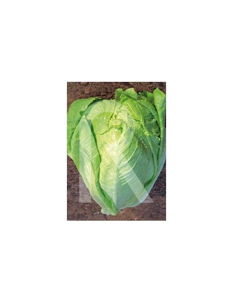 LECHUGA MARAVILLA DE VERANO