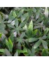 CELOSIA EXTENSIBLE DECORATIVA ARCE VERDE