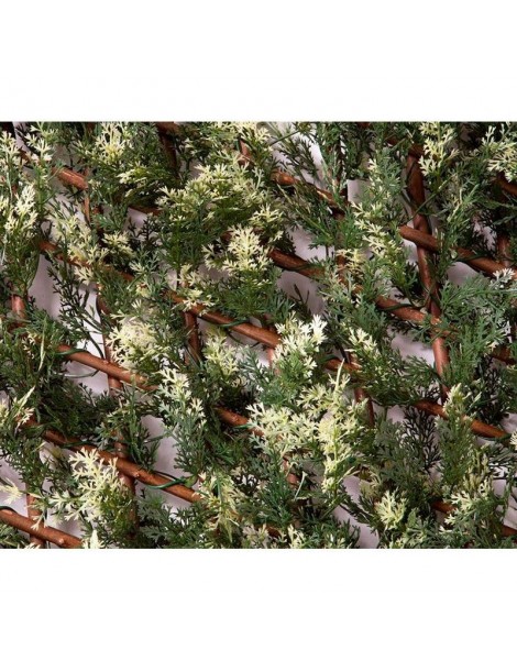 CELOSIA EXTENSIBLE DECORATIVA CIPRES