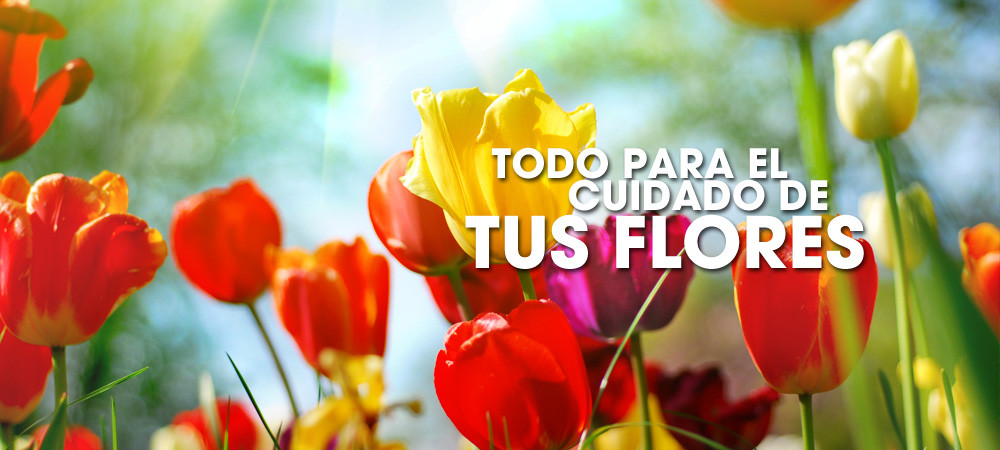 todo-cuidado-flores